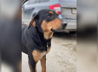 ⭐️ROCKET⭐️, absoluter Menschenfreund, Rüde, 8 Jahre, 55 cm, Mischling, Tierschutz Rumänien