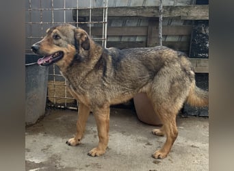 ⭐️SALIA⭐️, Hündin, 8 Jahre, 51 cm, Mischling, Tierschutz