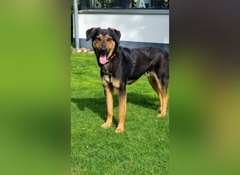 EDO, Küsschen-King, 1 Jahr, 57 cm, Mischling, Tierschutz Rumänien, Pflegestelle Hennef