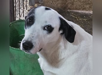 ⭐️GEORGIA⭐️, reizendes Hundemädchen, 2,5 Jahre, 52cm, Mischling, Tierschutz Rumänien