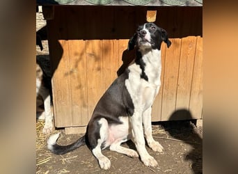 ⭐️GERDI⭐️, herzliche Hündin, 2,5 Jahre, 57 cm, Mischling, Tierschutz
