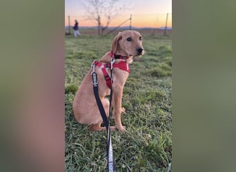 Charlotte sucht ein zu Hause