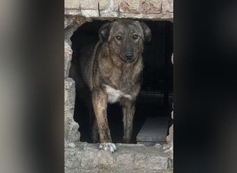 ⭐️AVA⭐️, toller Name, tolle Hündin, fast 2 Jahre, 52 cm, Mischling, Tierschutz