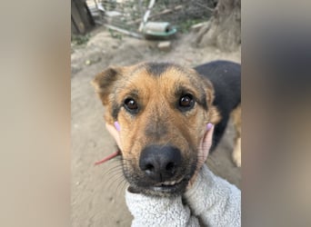 Berci - eine bezaubernder Rüde sucht sein Glück