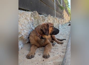 Zauberhafter Atos wartet auf unserem Tierschutzhof in Portugal!