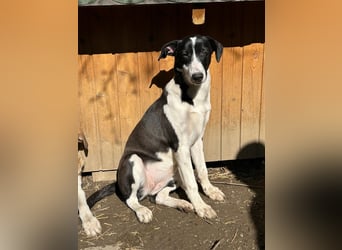 ⭐️GERDI⭐️, herzliche Hündin, 2,5 Jahre, 57 cm, Mischling, Tierschutz