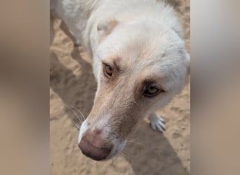 Sanfte Areia wartet auf unserem Tierschutzhof in Portugal auf dich!