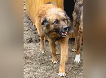 STEVE, charakterstarker Rüde, 9,5 Jahre, 53 cm, Mischling, Tierschutz Rumänien