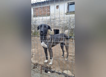 ⭐️AVA⭐️, toller Name, tolle Hündin, fast 2 Jahre, 52 cm, Mischling, Tierschutz