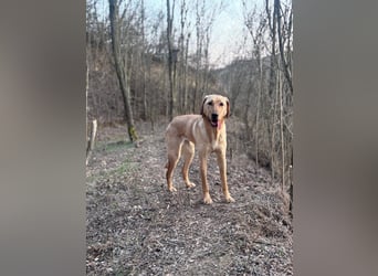 Charlotte sucht ein zu Hause