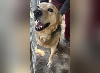 Jago hat ein großes Herz