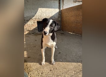 ⭐️YAFFA⭐️, verspielte Hündin, 2 Jahre, 50 cm, Mischling, Tierschutz