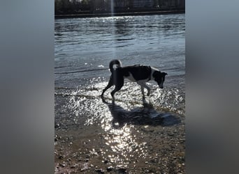 YAELA, superliebe Kuschelmaus, 2,5 Jahre, 52 cm, Mischling, Tierschutz, Pflegestelle Köln