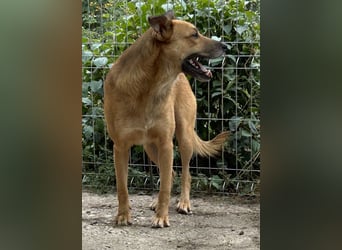 ⭐️FEIVEL⭐️, Rüde, 4,5 Jahre, 46 cm, Mischling, Tierschutz