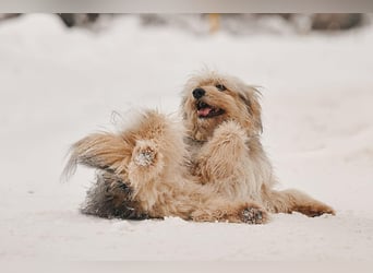 Kleiner Clown Benny sucht seine Menschen