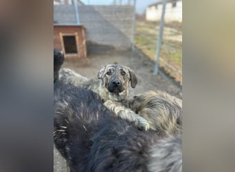 HELEN, schüchternes Notfell, 10 Monate, 53 cm, Herdenschutz-Mix, Tierschutz Rumänien