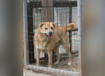 ⭐️HUNNY⭐️, Hündin, 7,5 Jahre, 53 cm, Mischling, Tierschutz