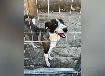 ⭐️YADE⭐️, Kuschelkönigin, 2,5 Jahre, 56 cm, Mischling, Tierschutz Rumänien