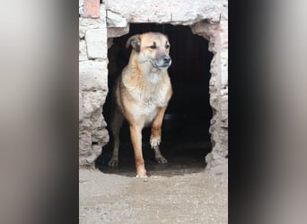 ⭐️FRIDO⭐️, Rüde, 4 Jahre, 54 cm, Mischling, Tierschutz