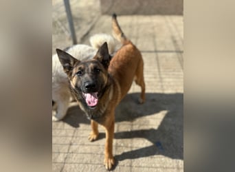 ⭐️TIRANA⭐️, Malinois-Mischling, Hündin, 8 Monate, 54 cm, Mischling, Tierschutz Rumänien
