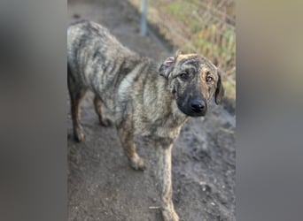 HELEN, schüchternes Notfell, 10 Monate, 53 cm, Herdenschutz-Mix, Tierschutz Rumänien