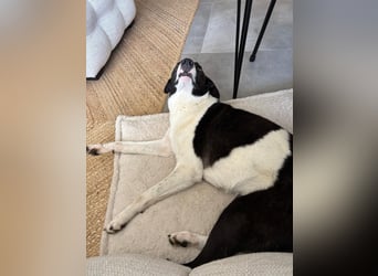 YAELA, superliebe Kuschelmaus, 2,5 Jahre, 52 cm, Mischling, Tierschutz, Pflegestelle Köln