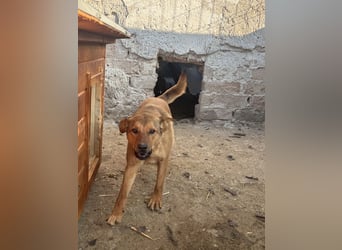 ⭐️BROWN BEAUTY⭐️, feinfühlige Hündin, 2 Jahre, 55 cm, Mischling, Tierschutz Rumänien