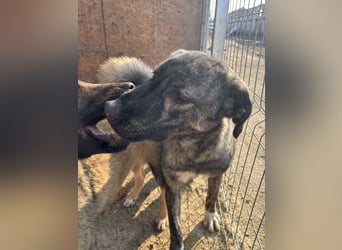 Notfell ⭐️ARI⭐️, besondere Hundeseele, Rüde, 2 Jahre, 55cm, Mischling, Tierschutz