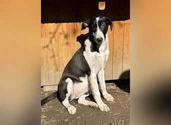 ⭐️GERDI⭐️, herzliche Hündin, 2,5 Jahre, 57 cm, Mischling, Tierschutz