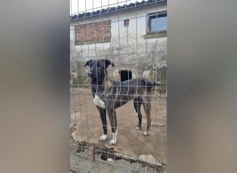 ⭐️AVA⭐️, toller Name, tolle Hündin, fast 2 Jahre, 52 cm, Mischling, Tierschutz