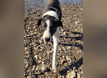 YAELA, superliebe Kuschelmaus, 2,5 Jahre, 52 cm, Mischling, Tierschutz, Pflegestelle Köln