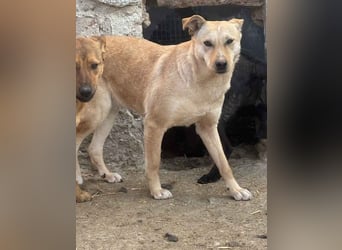 ⭐️HOPE⭐️, wurde Schlimmes angetan, Hündin, 3 Jahre, 55 cm, Mischling, Tierschutz Rumänien