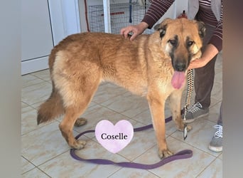 Coselle - eine liebe Hündin auf der Suche nach ihrem Zuhause