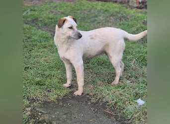 Junghündin Gia möchte Rumänien schnell verlassen