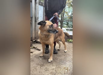 Amigó sucht einen Spielpartner