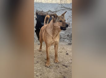 ⭐️BROWN BEAUTY⭐️, feinfühlige Hündin, 2 Jahre, 55 cm, Mischling, Tierschutz Rumänien