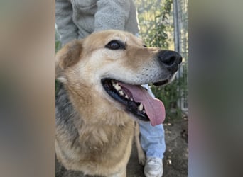 Jago - ein Dreibein möchte so gerne glücklich sein
