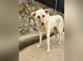 Sanfte Areia wartet auf unserem Tierschutzhof in Portugal auf dich!