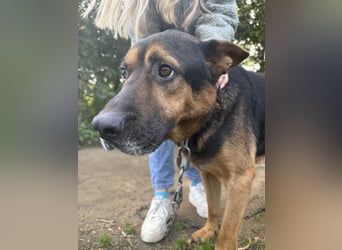 Rexi - Darf ich noch einmal ankommen dürfen?