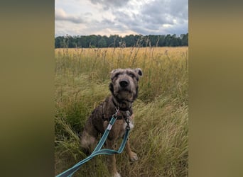 Scotty sucht ein neues Zuhause