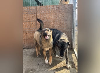 Notfell ⭐️ARI⭐️, besondere Hundeseele, Rüde, 2 Jahre, 55cm, Mischling, Tierschutz