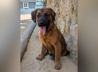 Zauberhafter Atos wartet auf unserem Tierschutzhof in Portugal!