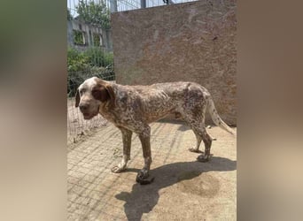 ⭐️Eliah⭐️, schaut das Video auf unserer HP! Rüde, 4 Jahre, 48 cm, Tierschutz, in Deutschland