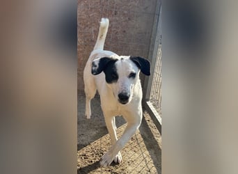 ⭐️GEORGIA⭐️, reizendes Hundemädchen, 2,5 Jahre, 52cm, Mischling, Tierschutz Rumänien