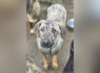 HELEN, schüchternes Notfell, 1 Jahr, 53 cm, Herdenschutz-Mischling, Tierschutz Rumänien