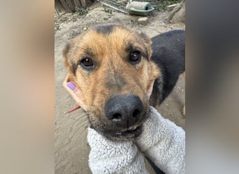 Berci - eine bezaubernder Rüde sucht sein Glück