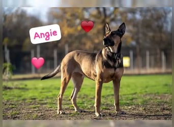 Malinoix Mix Angie lebt bei einer Tierärztin in Bulgarien