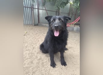 Hanife sucht sein Für-Immer-Zuhause