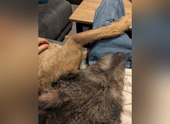 Scotty sucht ein neues Zuhause