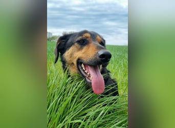 EDO, Küsschen-King, 1 Jahr, 57 cm, Mischling, Tierschutz Rumänien, Pflegestelle Hennef